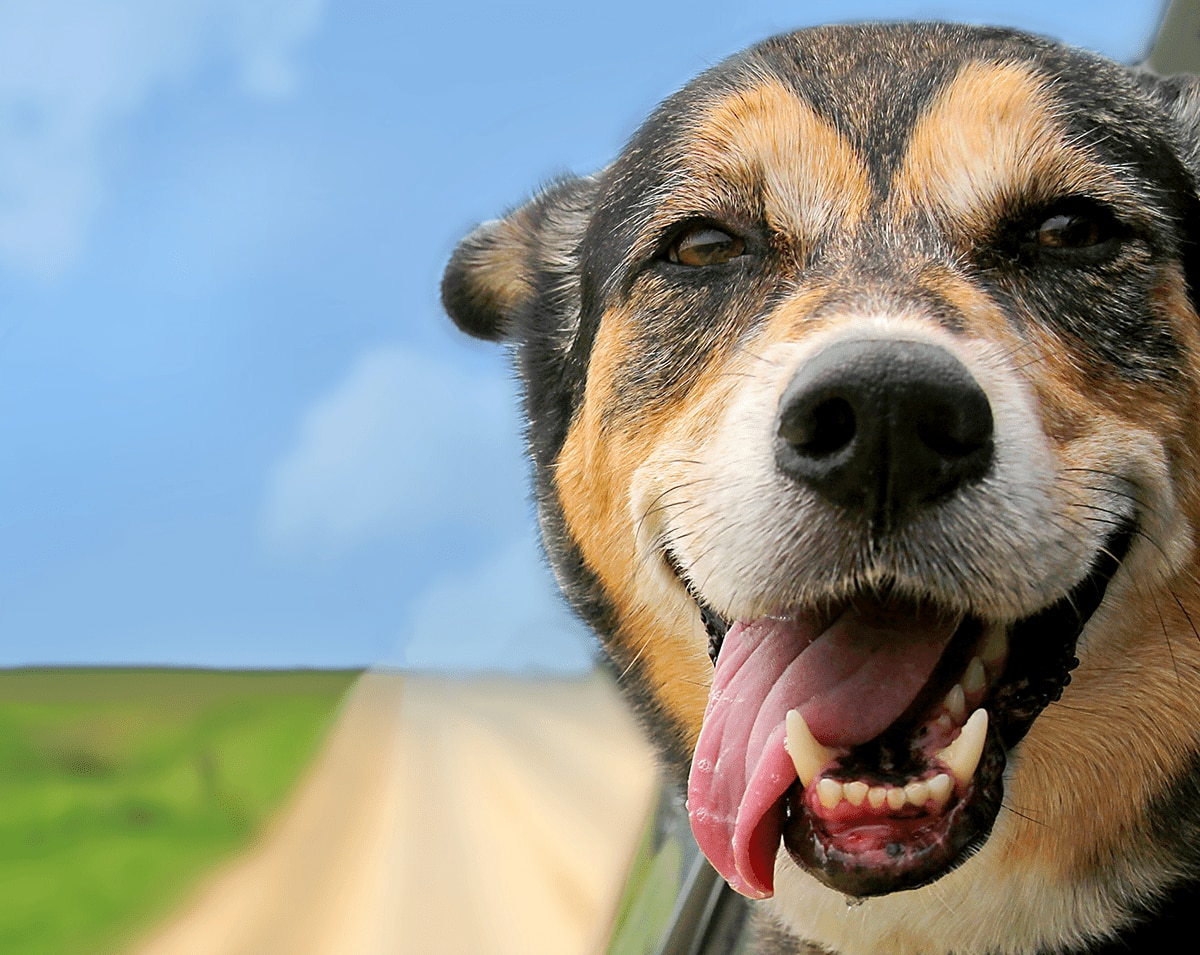 Lesson plan Adopt a pet British Council